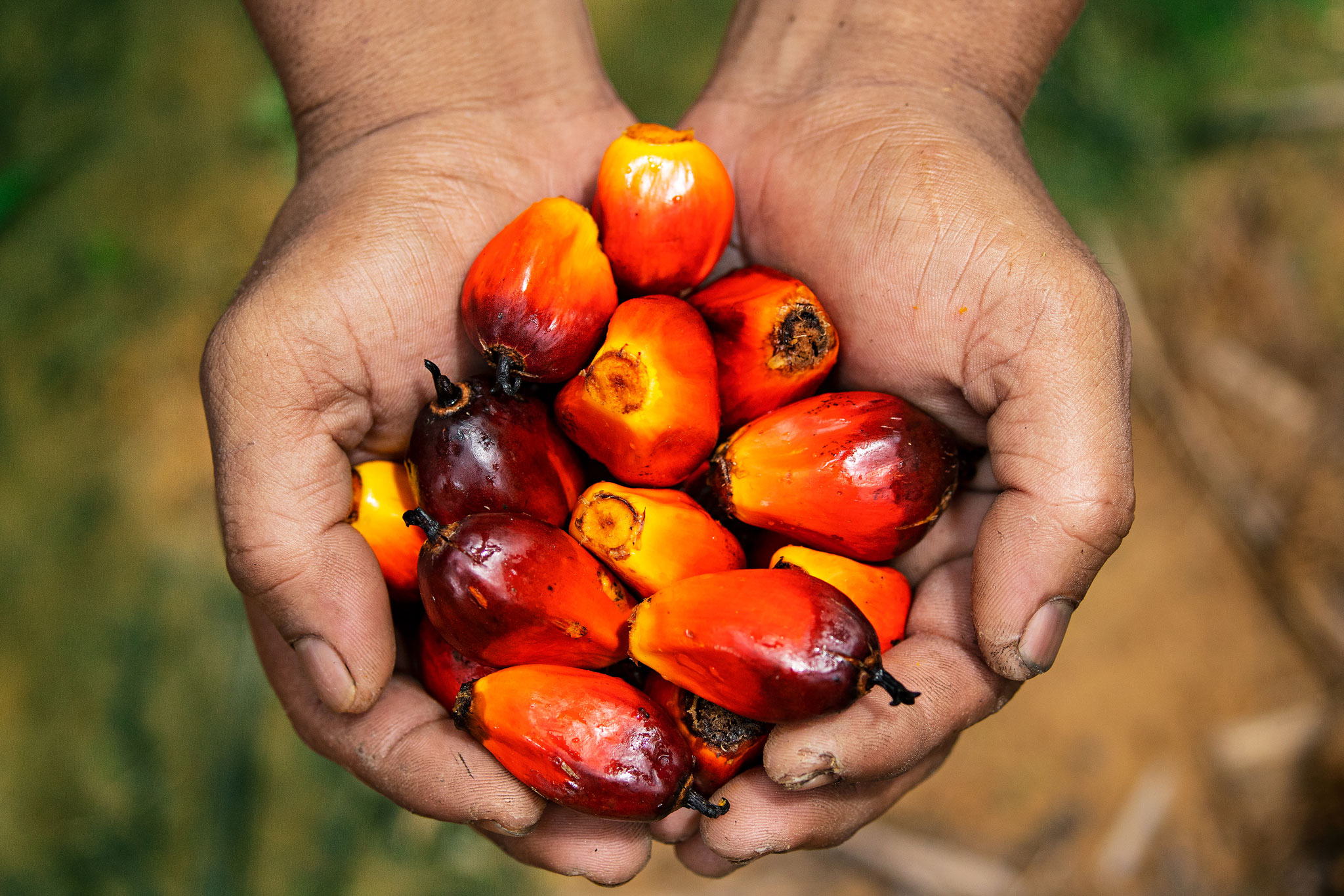 Going Green - Palm Oil