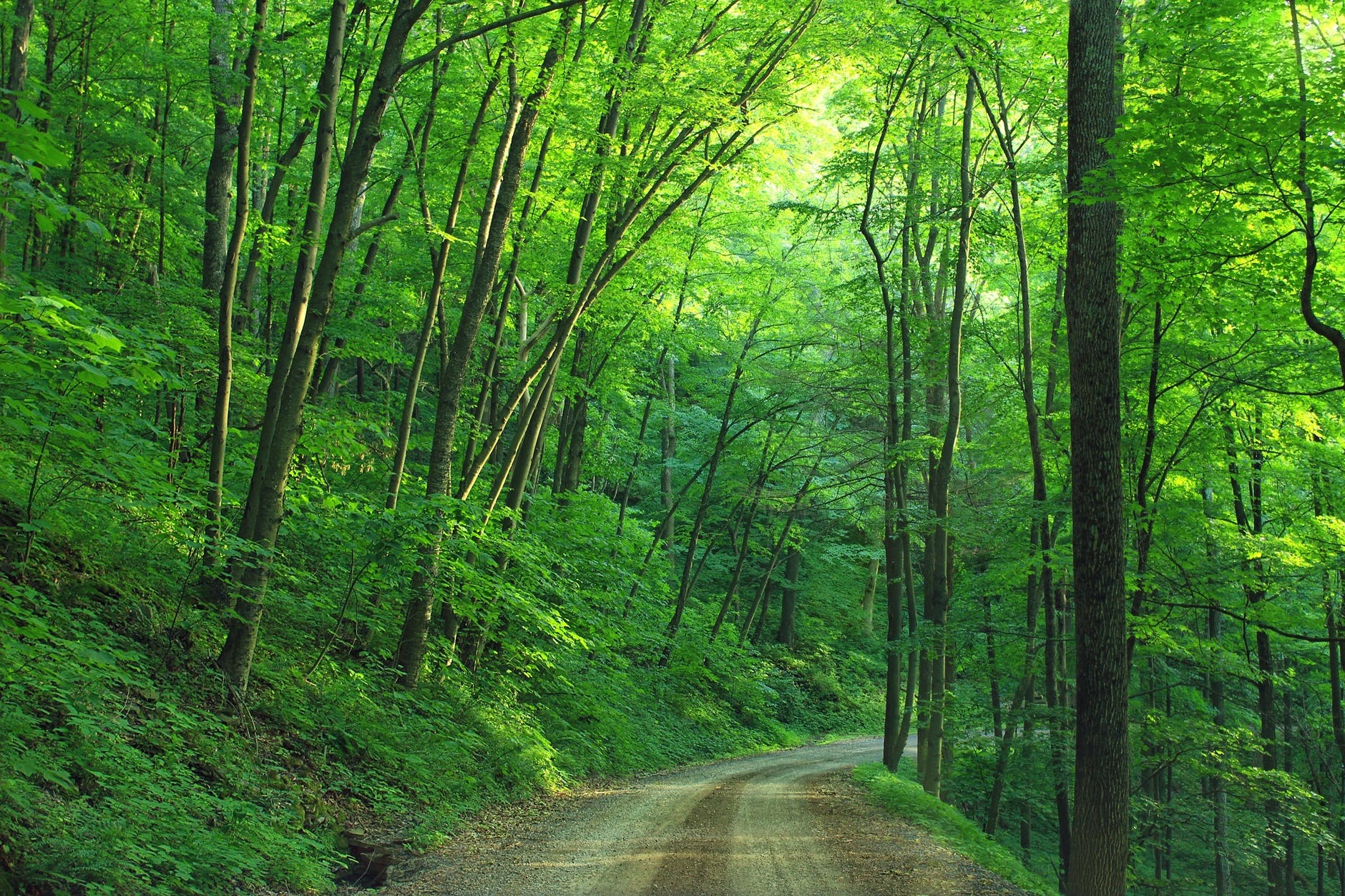 green tree beside roadway during daytime