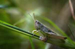 grasshopper sitting on green plant stem in nature