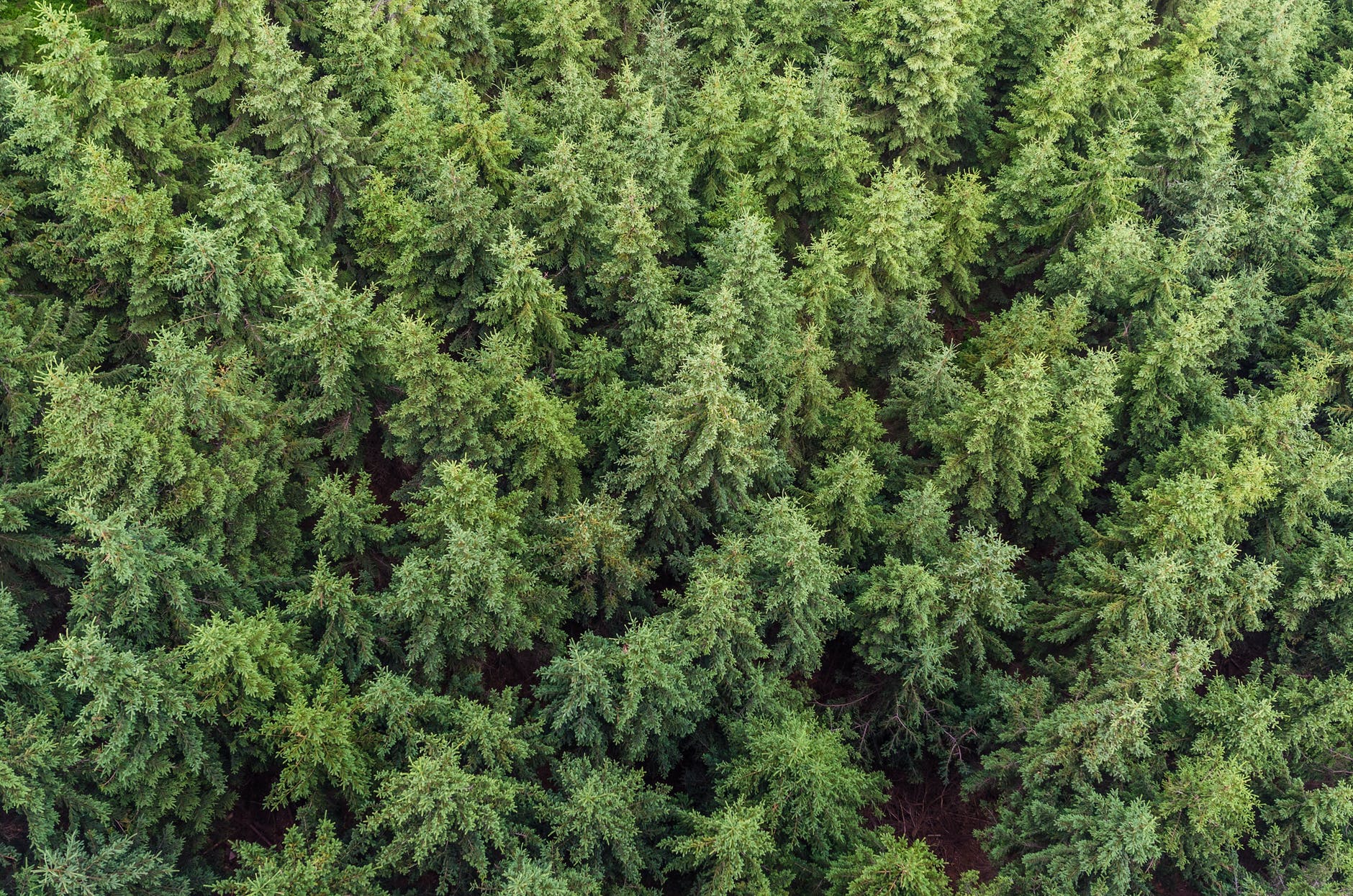 aerial photography of green pines