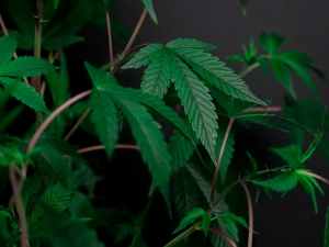 photo of cannabis plant on dark background
