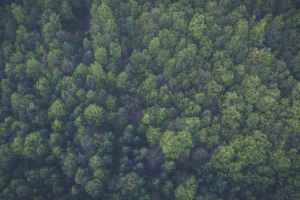 bird s eye view nature forest trees