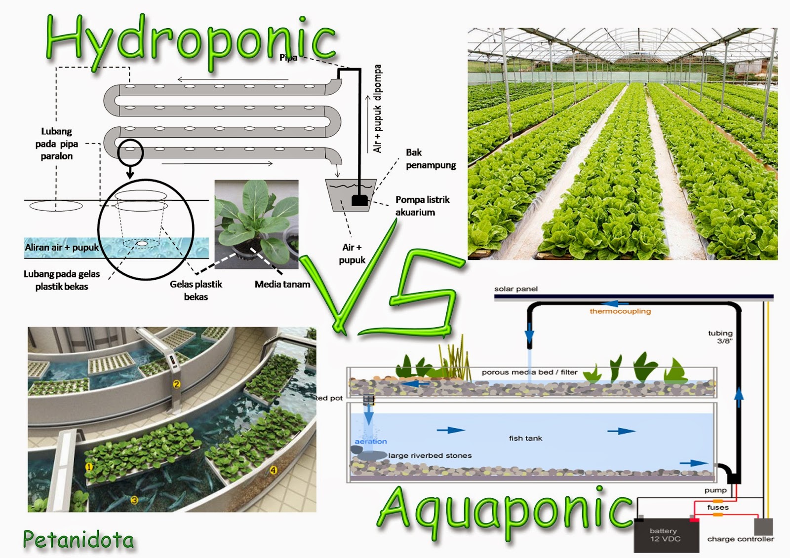 Hydroponics vs. Aeroponics vs. Aquaponics