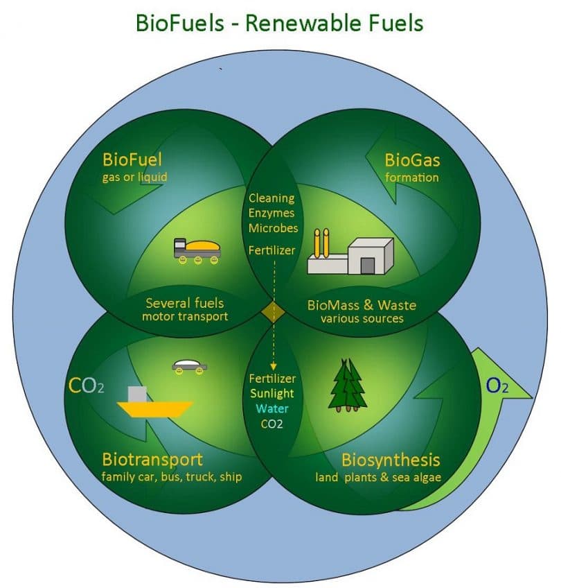 What Are Biofuels and How Do They Work?