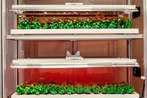 Vertical Gardens and Food Deserts: Bringing Fresh Produce to Cities