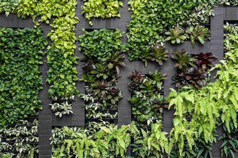 The Allure of Vertical Gardens: Stories from Green Enthusiasts