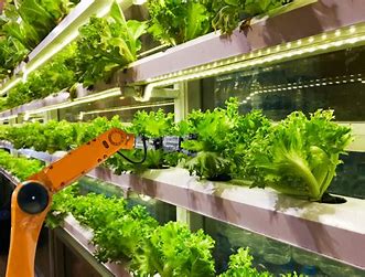 Vertical Farms: A Solution for Resilient Food Systems