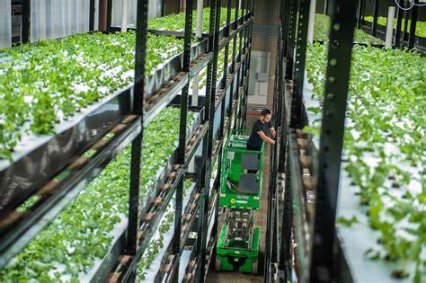 Vertical Farming: A Case Study in Sustainable Urban Development