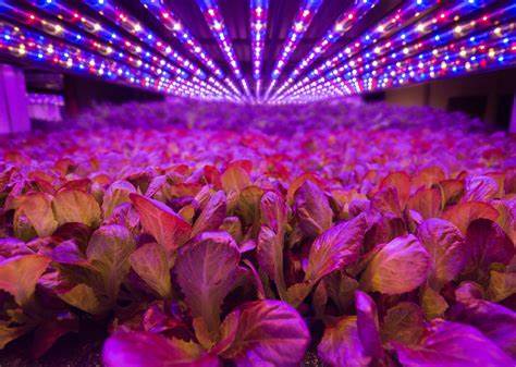 Vertical Farming and the Preservation of Rare Plant Species