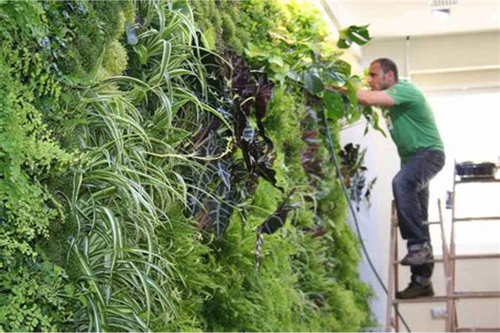Vertical Gardens and Water Management in Urban Areas