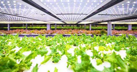 Vertical Farming and the Philosophy of Local Food Movements