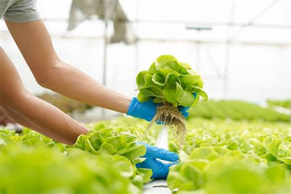 Vertical Farming and the Revival of Local Food Economies