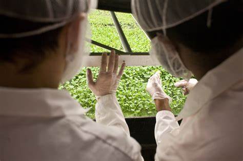 Vertical Farming and the Revival of Local Food Economies