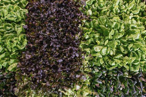 Vertical Farms and the Quest for Drought-Resistant Crops