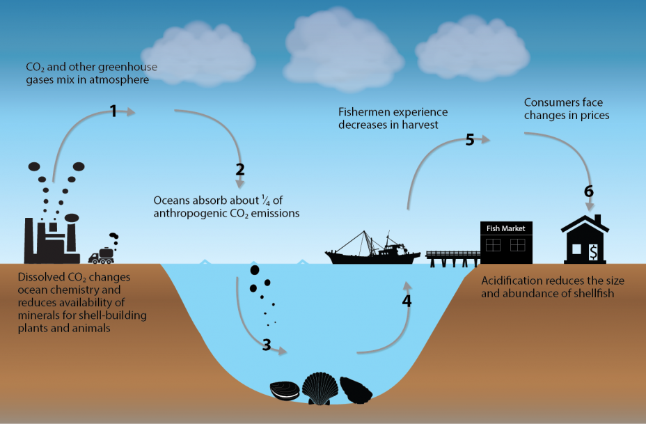 Effects on Marine Ecosystems