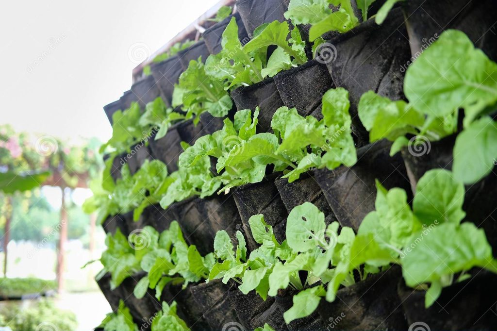 Vertical Gardens and Social Equity: Access to Greenery for All
