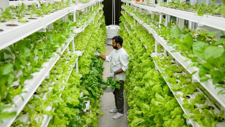 Vertical Farms and the Resilience of Food Supply Chains