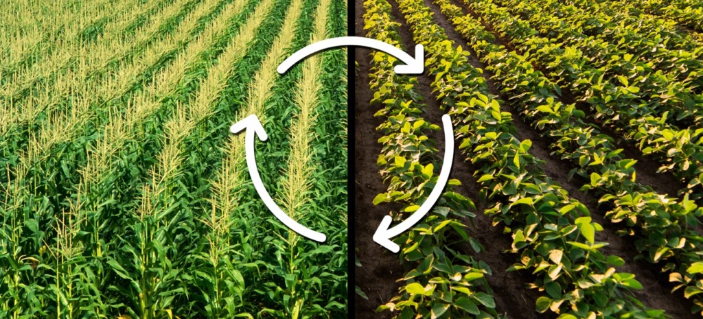 Crop Rotation and Biofuel Production