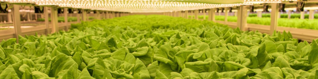 Vertical Farming and the Revival of Local Food Economies