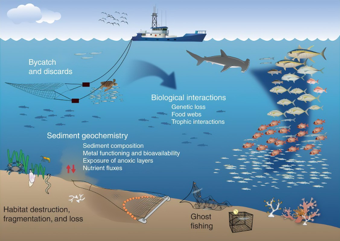 Effects on Marine Ecosystems