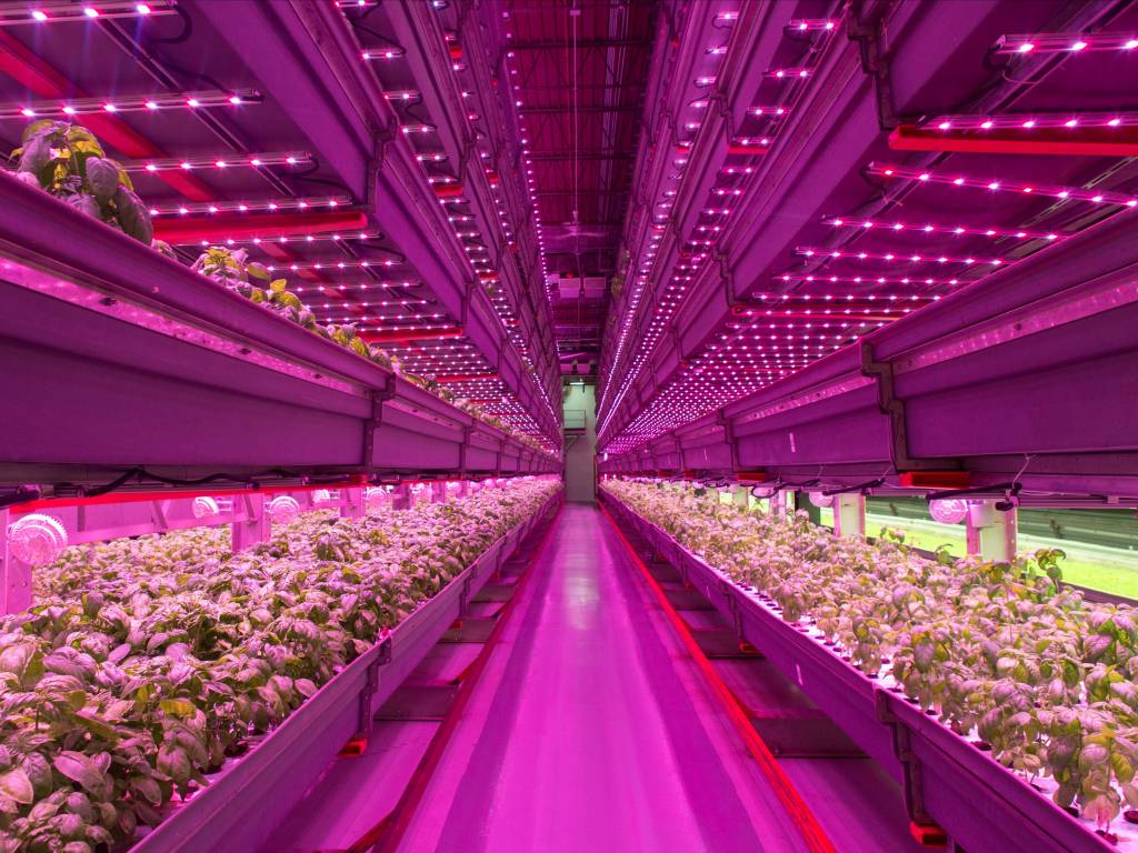 Vertical Gardens and the Future of Sustainable Agriculture