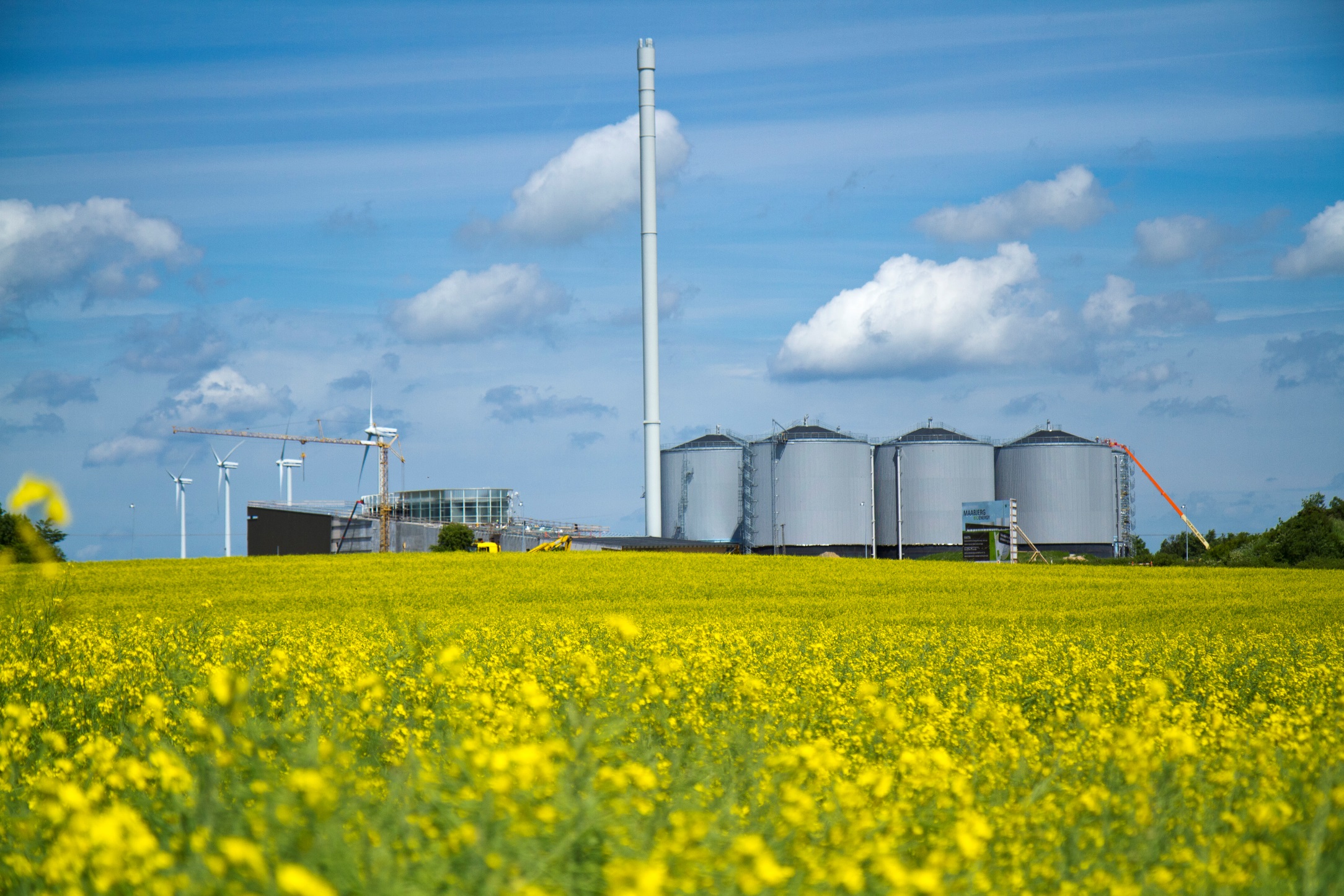 Shaping the Energy Landscape: Insights from Biofuel Innovators