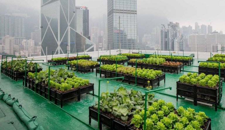 Urban Agriculture Revolution: How Vertical Gardens Play a Role
