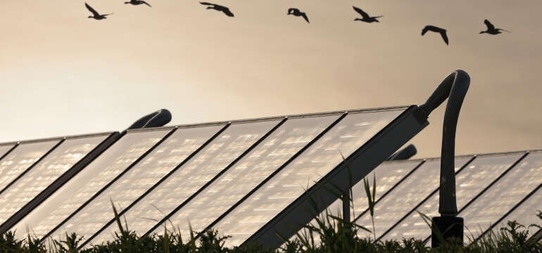 Solar Energy and Bird Mortality
