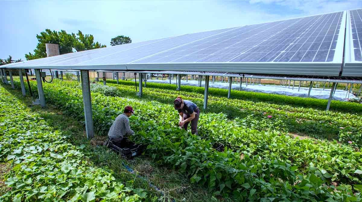 The Intersection of Solar Energy and Urban Farming