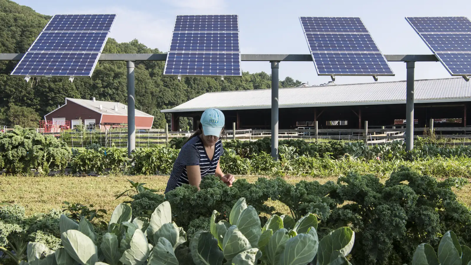 The Intersection of Solar Energy and Urban Farming