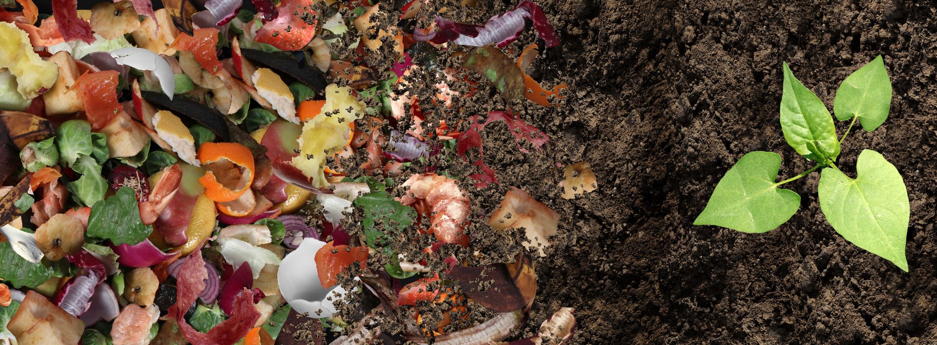 Composting: a Sustainable Way to Manage Organic Waste
