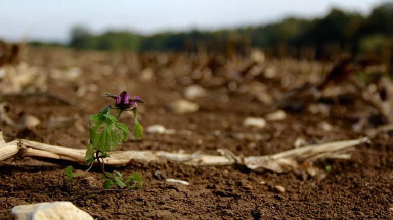 Vertical Farming and Soil Regeneration