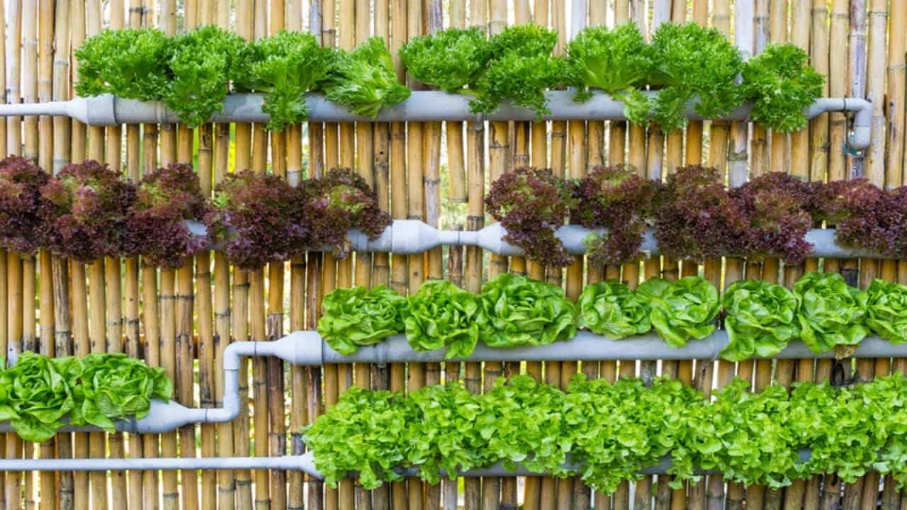 Environmental Benefits of Vertical Gardens