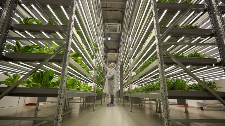 Vertical Gardens and Food Deserts: Bringing Fresh Produce to Cities