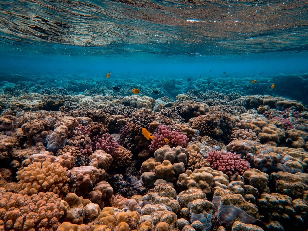 Saving our coral reefs