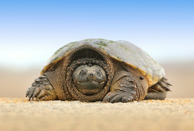 Sofa-Sized Turtle