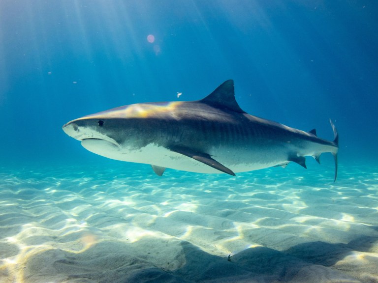 Unprecedented Hunt: The Orca That Took Down a Great White Shark Single-Handedly!