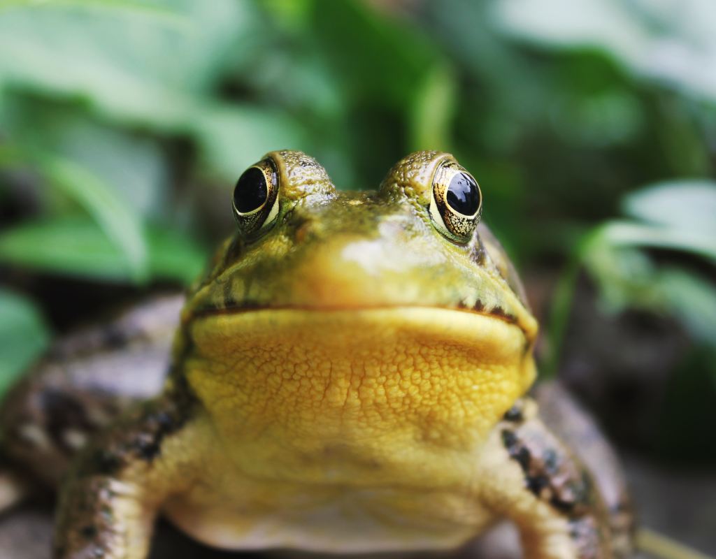 Frog Generations
