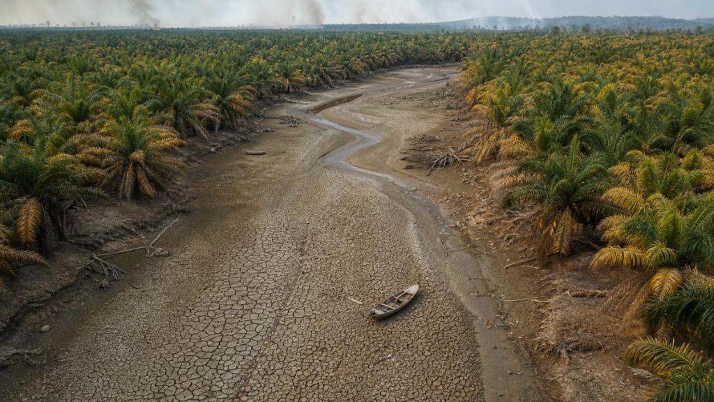 Drought-stricken Indonesian palm plantation with receded river exposing cracked dry riverbed